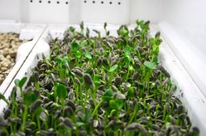 urban cultivator sprouts